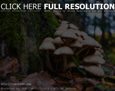 Magic Mushrooms | Free Images For Commercial Use